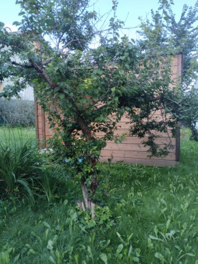 Коллективный сад номер 7, участок 58 в Михайловске - mihajlovsk.yutvil.ru - фото 28 Коллективный сад номер 7, участок 58 в Михайловске - mihajlovsk.yutvil.ru - фото 28